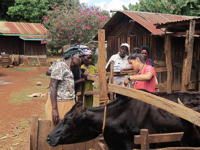 Dr. Jessica Gonzalez has volunteered with Veterinarians Without Borders Canada, including in Meru, Kenya where she and four other veterinarians from Canada spent three weeks working with rural dairy producers, training the farmers on animal health, disease prevention, and treatment with the goals of improving milk production for the farmers, providing the Meru Dairy with more milk to market, and improving overall animal health and welfare. (Photo: Veterinarians Without Borders Canada)
