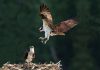 The osprey, which is the official bird of the City of Kawartha Lakes, can migrate more than 250,000 kilometres during its 15-to-20-year lifetime. (Photo courtesy of City of Kawartha Lakes)