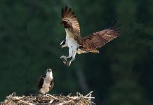 The osprey, which is the official bird of the City of Kawartha Lakes, can migrate more than 250,000 kilometres during its 15-to-20-year lifetime. (Photo courtesy of City of Kawartha Lakes)