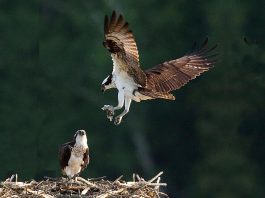 The osprey, which is the official bird of the City of Kawartha Lakes, can migrate more than 250,000 kilometres during its 15-to-20-year lifetime. (Photo courtesy of City of Kawartha Lakes)