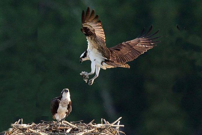 The osprey, which is the official bird of the City of Kawartha Lakes, can migrate more than 250,000 kilometres during its 15-to-20-year lifetime. (Photo courtesy of City of Kawartha Lakes) The osprey, which is the official bird of the City of Kawartha Lakes, can migrate more than 250,000 kilometres during its 15-to-20-year lifetime. (Photo courtesy of City of Kawartha Lakes)