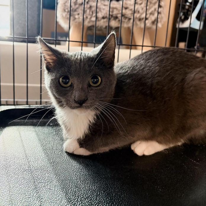 The Bancroft Pet Valu hosts regular "Caturday" events where local pet shelter Home Again Bancroft brings in cats that are available for adoption. (Photo courtesy of Nicole and Sean Courtney)