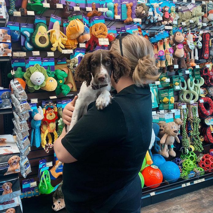 Bancroft and Bobcaygeon Pet Valu owners Nicole and Sean Courtney encourage customers to bring their dogs with them when they visit either location. (Photo courtesy of Nicole and Sean Courtney)