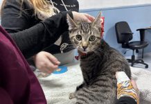 Peterborough Veterinary Outreach is a volunteer-run initiative offered through One City Peterborough which provides a monthly cat and dog wellness clinic for people receiving social assistance, including free vaccines, flea and tick prevention, deworming, and more. (Photo: Peterborough Veterinary Outreach / Facebook)