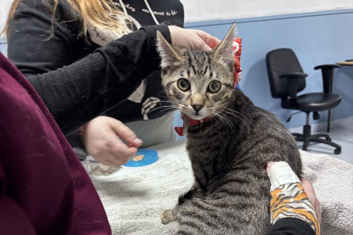 Peterborough Veterinary Outreach is a volunteer-run initiative offered through One City Peterborough which provides a monthly cat and dog wellness clinic for people receiving social assistance, including free vaccines, flea and tick prevention, deworming, and more. (Photo: Peterborough Veterinary Outreach / Facebook) Peterborough Veterinary Outreach is a volunteer-run initiative offered through One City Peterborough which provides a monthly cat and dog wellness clinic for people receiving social assistance, including free vaccines, flea and tick prevention, deworming, and more. (Photo: Peterborough Veterinary Outreach / Facebook)