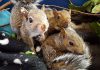 Located just west of Kawartha Lakes in Georgina, Shades of Hope Wildlife Refuge has partnered with seven other leading Ontario wildlife centres to spread awareness about the influx of orphaned wild animals being admitted to the centres, including as a result of babies being separated from their mothers when people evict nesting animal parents from their properties. The registered charity suggests a number of steps for humane removal of unwanted wildlife, including hiring a reputable wildlife control company and animal-proofing your home. (Photo courtesy of Shades of Hope)