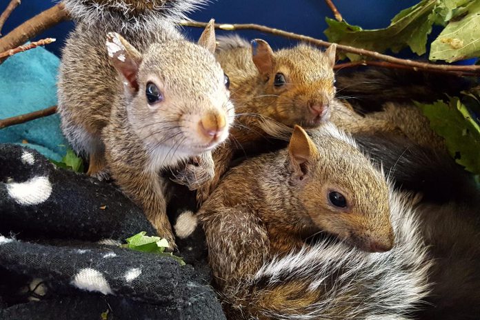 Located just west of Kawartha Lakes in Georgina, Shades of Hope Wildlife Refuge has partnered with seven other leading Ontario wildlife centres to spread awareness about the influx of orphaned wild animals being admitted to the centres, including as a result of babies being separated from their mothers when people evict nesting animal parents from their properties. The registered charity suggests a number of steps for humane removal of unwanted wildlife, including hiring a reputable wildlife control company and animal-proofing your home. (Photo courtesy of Shades of Hope) Located just west of Kawartha Lakes in Georgina, Shades of Hope Wildlife Refuge has partnered with seven other leading Ontario wildlife centres to spread awareness about the influx of orphaned wild animals being admitted to the centres, including as a result of babies being separated from their mothers when people evict nesting animal parents from their properties. The registered charity suggests a number of steps for humane removal of unwanted wildlife, including hiring a reputable wildlife control company and animal-proofing your home. (Photo courtesy of Shades of Hope)
