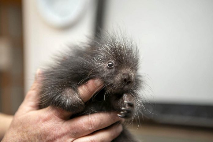 While many baby wild animals are left orphaned because of human interference, others are orphaned because of natural events. Such is the case for baby porcupine Spruce, who was brought to Shades of Hope Wildlife Refuge from Cookstown after a tree fell and crushed her mother during the ice storm. The centre has been nursing the porpupette back to health and hopes to have her released back in the wild this summer. (Photo courtesy of Shades of Hope)