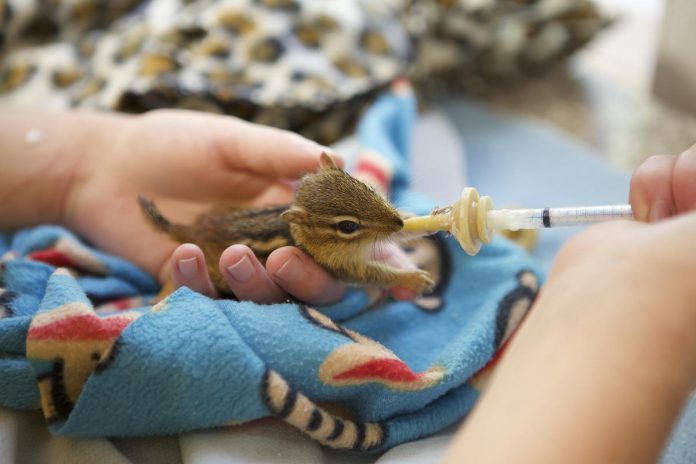 As temperatures rise, mothers often seek quiet and warm areas of human-occupied buildings to nurse their babies, who can become orphaned if the mothers are removed from a property or prevented from returning to their babies. To reduce the influx of orphaned babies, Shades of Hope Wildlife Refuge is spreading awareness and educating homeowners to deal with unwanted wildlife. (Photo courtesy of Shades of Hope)
