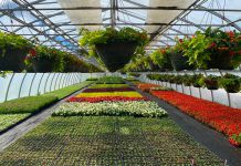 The Town of Cobourg is hosting its annual greenhouse tour and talk from 9 a.m. to 1 p.m. on May 10, 2025. (Photo: Town of Cobourg)