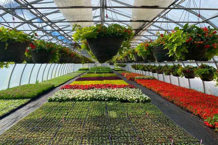 The Town of Cobourg is hosting its annual greenhouse tour and talk from 9 a.m. to 1 p.m. on May 10, 2025. (Photo: Town of Cobourg) The Town of Cobourg is hosting its annual greenhouse tour and talk from 9 a.m. to 1 p.m. on May 10, 2025. (Photo: Town of Cobourg)