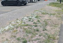 Particles of polystyrene foam "snow" along the Rotary trail in Peterborough's East City are the result of contractors sanding insulated concrete forms (ICF) being used in the construction of a six-storey building just north of Robinson Street where Megan Boyles lives. Boyles says the particles have been blown on her property as well as throughout the immediate neighbourhood. (Photo: Megan Boyles)