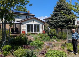 West-end Peterborough homeowner Ray Scott's backyard garden soaks up the sun on a bright May afternoon, and so do his rooftop solar panels. The panels produce enough electricity for him to power his home, store energy in batteries for backup storage, as well as charge his electric vehicles. The Home Energy and EV Expo at the McDonnel Street Activity Centre on June 14, 2025 will feature homeowners such as Ray, who will share their experiences they've had on their electrification journeys. (Photo: Clara Blakelock / GreenUP)