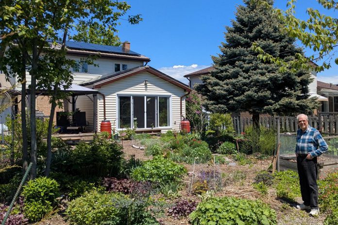 West-end Peterborough homeowner Ray Scott's backyard garden soaks up the sun on a bright May afternoon, and so do his rooftop solar panels. The panels produce enough electricity for him to power his home, store energy in batteries for backup storage, as well as charge his electric vehicles. The Home Energy and EV Expo at the McDonnel Street Activity Centre on June 14, 2025 will feature homeowners such as Ray, who will share their experiences they've had on their electrification journeys. (Photo: Clara Blakelock / GreenUP) West-end Peterborough homeowner Ray Scott's backyard garden soaks up the sun on a bright May afternoon, and so do his rooftop solar panels. The panels produce enough electricity for him to power his home, store energy in batteries for backup storage, as well as charge his electric vehicles. The Home Energy and EV Expo at the McDonnel Street Activity Centre on June 14, 2025 will feature homeowners such as Ray, who will share their experiences they've had on their electrification journeys. (Photo: Clara Blakelock / GreenUP)