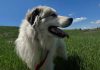 Since being established in January 2025, volunteer rescue group Tail Trackers Kawartha has helped find more than 100 pets in the Kawartha Lakes, including two of six Great Pyrenees dogs that were found abandoned in Little Britain during the March 29 ice storm. Pictured is Chauncey, the last of the six brothers who is still looking for his forever home after being brought to the Humane Society of Kawartha Lakes. (Photo: Humane Society of Kawartha Lakes)