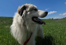 Since being established in January 2025, volunteer rescue group Tail Trackers Kawartha has helped find more than 100 pets in the Kawartha Lakes, including two of six Great Pyrenees dogs that were found abandoned in Little Britain during the March 29 ice storm. Pictured is Chauncey, the last of the six brothers who is still looking for his forever home after being brought to the Humane Society of Kawartha Lakes. (Photo: Humane Society of Kawartha Lakes)