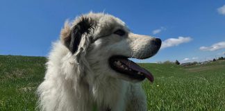 Since being established in January 2025, volunteer rescue group Tail Trackers Kawartha has helped find more than 100 pets in the Kawartha Lakes, including two of six Great Pyrenees dogs that were found abandoned in Little Britain during the March 29 ice storm. Pictured is Chauncey, the last of the six brothers who is still looking for his forever home after being brought to the Humane Society of Kawartha Lakes. (Photo: Humane Society of Kawartha Lakes)