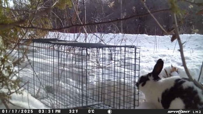 Several compassionate animal lovers banded together to establish the pet rescue organization Tail Trackers Kawartha after connecting over the rescue of a group of abandoned bunnies. Since its launch in January, the organization has supported efforts for locating more than 100 pets. (Photo courtesy of Tail Trackers Kawartha)