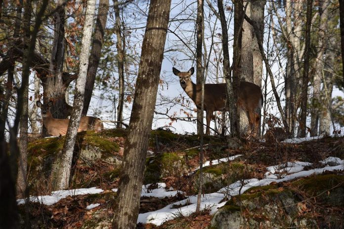 In addition to bestowing full ownership of East Syndicate Island to Kawartha Land Trust (KLT) through his final estate, Norman Cowan also donated the Jeffrey-Cowan Nature Preserve, which makes up the east extent of the KLT's Stony Lake Trails Network. The 10-kilometre trail network boasts scenic views of Stony Lake, with benches and resting areas available throughout. The trails are suitable for those with moderate and intermediate hiking experience and there are many opportunities to observe the abundant and diverse wildlife in this area, such as this white-tailed deer. (Photo: Rachel Barrington)