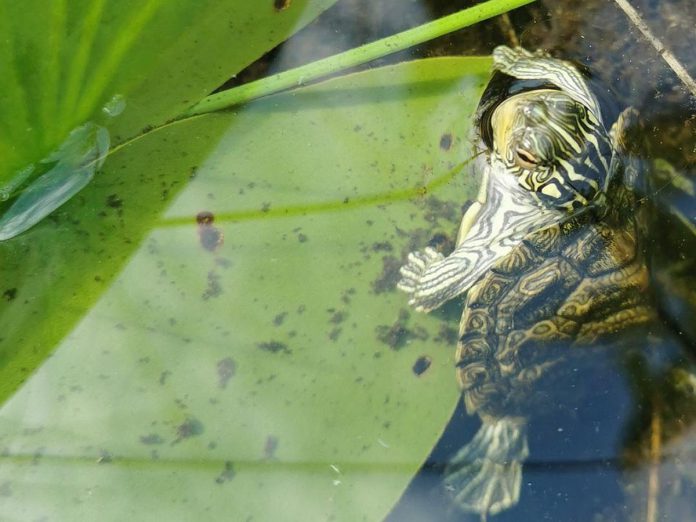 East Syndicate Island provides habitat for the Northern map turtle, one of Ontario's eight native turtle species, all of which have been identified as species at risk. The island's rocky shores are a perfect location for the cold-blooded animals to bask in the sun while still allowing them to make a quick escape into the water. Pictured is a Northern map turtle hatchling released by Kawartha Land Trust (KLT) in partnership with the Ontario Turtle Conservation Centre (OTCC) at a KLT-protected wetland in 2022. (Photo: Patricia Wilson)
