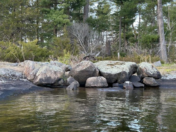Islands like East Syndicate Island on Stony Lake can often host disproportionately high amounts of biodiversity due to their isolation from the mainland and mix of specialized environments. Even though the island comprises only five acres, it is a biodiversity hub with unique ecosystems and unique interactions between species. While the property is not open to the public to protect its ecological integrity, it provides Kawartha Land Trust with a unique opportunity for research and to learn more about undeveloped islands in the region and the roles they play within larger ecosystems. (Photo: Ed Duncan)