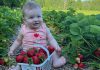 A berry cute baby in a strawberry field at McLean Berry Farm and Buckhorn Berry Farms near Buckhorn. Strawberry season is back in full swing, and this year's crop is extra sweet and juicy. Pick-your-own and pre-picked strawberries are now available at both family farms, and you can also find McLean Berry Farm and Buckhorn Berry Farms at six local farmers' markets in the region as well as more than 30 local grocery stores. (Photo courtesy of McLean Berry Farm)