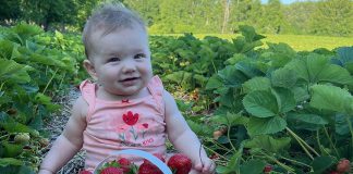 A berry cute baby in a strawberry field at McLean Berry Farm and Buckhorn Berry Farms near Buckhorn. Strawberry season is back in full swing, and this year's crop is extra sweet and juicy. Pick-your-own and pre-picked strawberries are now available at both family farms, and you can also find McLean Berry Farm and Buckhorn Berry Farms at six local farmers' markets in the region as well as more than 30 local grocery stores. (Photo courtesy of McLean Berry Farm)
