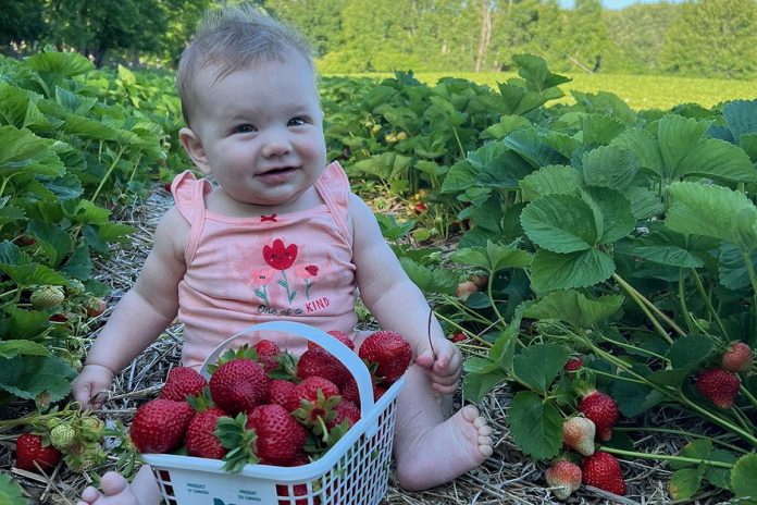 A berry cute baby in a strawberry field at McLean Berry Farm and Buckhorn Berry Farms near Buckhorn. Strawberry season is back in full swing, and this year's crop is extra sweet and juicy. Pick-your-own and pre-picked strawberries are now available at both family farms, and you can also find McLean Berry Farm and Buckhorn Berry Farms at six local farmers' markets in the region as well as more than 30 local grocery stores. (Photo courtesy of McLean Berry Farm) A berry cute baby in a strawberry field at McLean Berry Farm and Buckhorn Berry Farms near Buckhorn. Strawberry season is back in full swing, and this year's crop is extra sweet and juicy. Pick-your-own and pre-picked strawberries are now available at both family farms, and you can also find McLean Berry Farm and Buckhorn Berry Farms at six local farmers' markets in the region as well as more than 30 local grocery stores. (Photo courtesy of McLean Berry Farm)