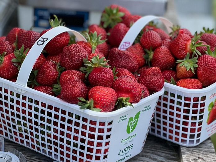 If you can't make it to McLean Berry Farm and Buckhorn Berry Farms near Buckhorn for pick-your-own and pre-picked strawberries, you can find them at the Haliburton Farmers' Market on Tuesdays, the Peterborough Downtown Farmers' Market on Wednesdays, the Lakefield Farmers' Market on Thursdays, the Fenelon Falls Farmers' Markets on Fridays, and the Peterborough Regional Farmers' Market and Minden Farmers' Market on Saturdays. (Photo courtesy of McLean Berry Farm)