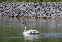 Lydia the trumpeter swan swimming in the Trent canal in Peterborough on June 15, 2025, after 11 days at Shades of Hope Wildlife Refuge in Pefferlaw. On June 2, Peterborough residents Karen Hjort-Jensen and Peter Hewett had noticed the swan behaving strangely along the trail beside the canal and, after contacting Trumpeter Swan Conservation Ontario, connected with volunteer Steve Paul who captured the bird captured it and transported it to Shades of Hope, suspecting a wing injury. (Photo: Mike McKay)