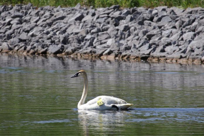 Lydia the trumpeter swan swimming in the Trent canal in Peterborough on June 15, 2025, after 11 days at Shades of Hope Wildlife Refuge in Pefferlaw. On June 2, Peterborough residents Karen Hjort-Jensen and Peter Hewett had noticed the swan behaving strangely along the trail beside the canal and, after contacting Trumpeter Swan Conservation Ontario, connected with volunteer Steve Paul who captured the bird captured it and transported it to Shades of Hope, suspecting a wing injury. (Photo: Mike McKay) Lydia the trumpeter swan swimming in the Trent canal in Peterborough on June 15, 2025, after 11 days at Shades of Hope Wildlife Refuge in Pefferlaw. On June 2, Peterborough residents Karen Hjort-Jensen and Peter Hewett had noticed the swan behaving strangely along the trail beside the canal and, after contacting Trumpeter Swan Conservation Ontario, connected with volunteer Steve Paul who captured the bird captured it and transported it to Shades of Hope, suspecting a wing injury. (Photo: Mike McKay)