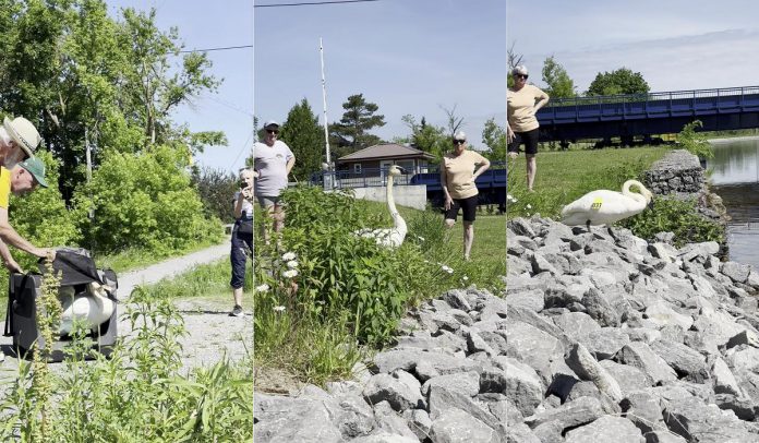 Now named Lydia by Karen Hjort-Jensen and Peter Hewett, the released trumpeter swan makes its way down to the water of the Trent Canal in Peterborough on June 15, 2025. (Screenshots of video by Amy Semple)