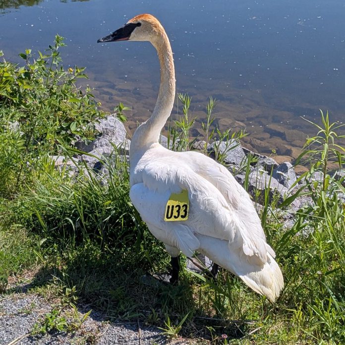 While at Shades of Hope Wildlife Refuge in Pefferlaw, Lydia the trumpeter swan was banded and tagged, which helps researchers track their movements, monitor their health, and study population dynamics. (Photo: Steve Paul)