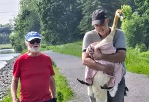 Peterborough residents Steve Paul (right) and Peter Hewitt captured a potentially injured trumpeter swan along the Trent Canal trail just south of the Parkhill swing bridge on June 4, 2025, with Paul then driving it to the Shades of Hope Wildlife Refuge. Two days earlier, Hewitt and Karen Hjort-Jensen had sat with the swan for more than two hours after noticing the swan was behaving strangely and reached out to various organizations for help, including Trumpeter Swan Conservation Ontario which connected them with volunteer Paul. (Photo: Karen Hjort-Jensen)