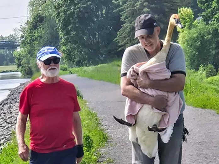 Peterborough residents Steve Paul (right) and Peter Hewitt captured a potentially injured trumpeter swan along the Trent Canal trail just south of the Parkhill swing bridge on June 4, 2025, with Paul then driving it to the Shades of Hope Wildlife Refuge. Two days earlier, Hewitt and Karen Hjort-Jensen had sat with the swan for more than two hours after noticing the swan was behaving strangely and reached out to various organizations for help, including Trumpeter Swan Conservation Ontario which connected them with volunteer Paul. (Photo: Karen Hjort-Jensen) Peterborough residents Steve Paul (right) and Peter Hewitt captured a potentially injured trumpeter swan along the Trent Canal trail just south of the Parkhill swing bridge on June 4, 2025, with Paul then driving it to the Shades of Hope Wildlife Refuge. Two days earlier, Hewitt and Karen Hjort-Jensen had sat with the swan for more than two hours after noticing the swan was behaving strangely and reached out to various organizations for help, including Trumpeter Swan Conservation Ontario which connected them with volunteer Paul. (Photo: Karen Hjort-Jensen)