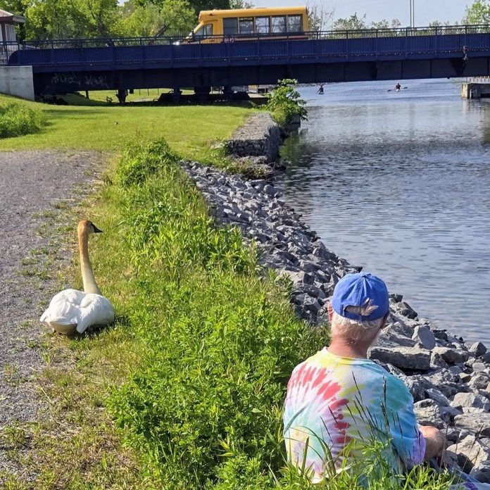 Peterborough residents Karen Hjort-Jensen (pictured) and Peter Hewitt sat with a trumpeter swan that was behaving strangely for hours on June 2, 2025 as they called local organizations to try to secure help. Through Trumpeter Swan Conservation Ontario, they connected with Peterborough resident Steve Paul, a volunteer for the organization. (Photo: Peter Hewitt)