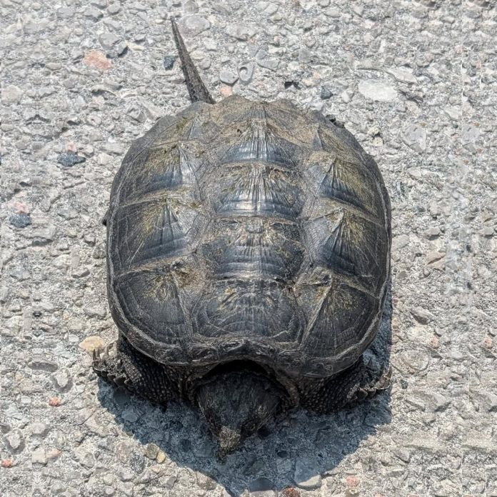 While transporting a potentially injured swan from Peterborough to Shades of Hope Wildlife Refuge in Georgina on June 4, 2025, Steve Paul stopped along the way to help a snapping turtle across the road and, after delivering the swan, transported a painted turtle from the wildlife refuge to the Ontario Turtle Conservation Centre back in Peterborough. (Photo: Steve Paul)