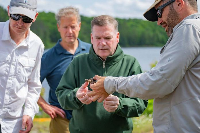 Ontario's minister of the environment, conservation and parks Todd McCarthy participates in the release of baby snapping turtles into the wild during a media event and property tour on June 17, 2025 at Ben Samann's 'The Park' property south of Bancroft. (Photo: Office of Hastings-Lennox & Addington MPP Ric Bresee)