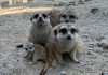 Riverview Park and Zoo in Peterborough shared this photo of a new baby meerkat, which is about a month old. The zoo is asking visitors to be respectful when viewing the meerkats in their habitat as not to scare the baby and new family. (Photo: Riverview Park and Zoo)