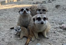 Riverview Park and Zoo in Peterborough shared this photo of a new baby meerkat, which is about a month old. The zoo is asking visitors to be respectful when viewing the meerkats in their habitat as not to scare the baby and new family. (Photo: Riverview Park and Zoo)