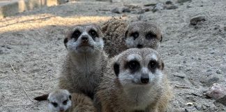 Riverview Park and Zoo in Peterborough shared this photo of a new baby meerkat, which is about a month old. The zoo is asking visitors to be respectful when viewing the meerkats in their habitat as not to scare the baby and new family. (Photo: Riverview Park and Zoo)