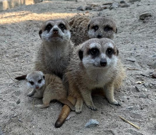 Riverview Park and Zoo in Peterborough shared this photo of a new baby meerkat, which is about a month old. The zoo is asking visitors to be respectful when viewing the meerkats in their habitat as not to scare the baby and new family. (Photo: Riverview Park and Zoo)