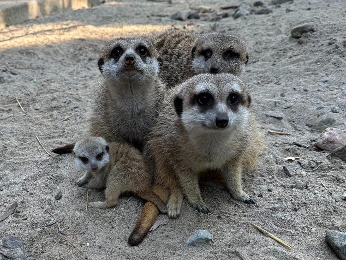 Riverview Park and Zoo in Peterborough shared this photo of a new baby meerkat, which is about a month old. The zoo is asking visitors to be respectful when viewing the meerkats in their habitat as not to scare the baby and new family. (Photo: Riverview Park and Zoo) Riverview Park and Zoo in Peterborough shared this photo of a new baby meerkat, which is about a month old. The zoo is asking visitors to be respectful when viewing the meerkats in their habitat as not to scare the baby and new family. (Photo: Riverview Park and Zoo)