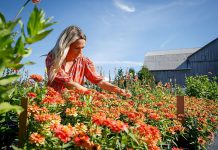Claudia MacDonald is the owner and founder of Heritage Blooms U Pick Flower Farm in the Township of Asphodel-Norwood. She, her husband Ben, and their three children moved to the farm in 2021 to raise grass-fed cattle for Ben's family business, Heritage Cattle Co., but Claudia was in search of ways to beautify the 96-acre property while exploring her creative side. It led to the establishment of 12 no-till beds which now grow hundreds of varieties of flowers used to make curated bouquets and for pick-your-own experiences. (Photo courtesy of Heritage Blooms U Pick Flower Farm)