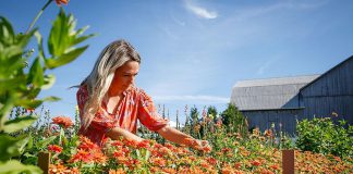 Claudia MacDonald is the owner and founder of Heritage Blooms U Pick Flower Farm in the Township of Asphodel-Norwood. She, her husband Ben, and their three children moved to the farm in 2021 to raise grass-fed cattle for Ben's family business, Heritage Cattle Co., but Claudia was in search of ways to beautify the 96-acre property while exploring her creative side. It led to the establishment of 12 no-till beds which now grow hundreds of varieties of flowers used to make curated bouquets and for pick-your-own experiences. (Photo courtesy of Heritage Blooms U Pick Flower Farm)