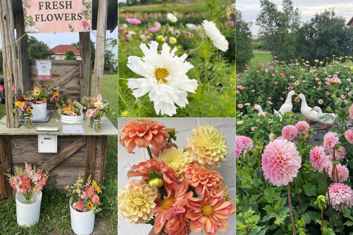 From varieties of dahlias to cosmos, sunflowers, amaranth, zinnias, and so much more across 12 no-till flower beds, Heritage Blooms U Pick Flower Farm offers a unique agritourism experience in the Township of Asphodel-Norwood. Located on the same property as Heritage Cattle Co., the farm features a roadside flower stand, offers cut-your-own flower experiences beginning at the end of July, hosts various workshops, and provides bouquet bars for showers, parties, weddings, and other events. (Photos courtesy of Heritage Blooms U Pick Flower Farm)