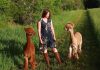 In 2020, Katie Maitland expanded operations at the family farm her parents purchased in 1987 in the Township of Douro-Dummer and created Wanderlight Alpaca Experience, a unique agritourism destination in Peterborough County. The farm has continued to partner with several local businesses to offer unique experiential offerings which now include walking, dining, stargazing, and doing an escape maze — all featuring loveable alpacas. (Photo courtesy of Wanderlight Alpaca Experience)
