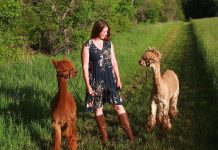 In 2020, Katie Maitland expanded operations at the family farm her parents purchased in 1987 in the Township of Douro-Dummer and created Wanderlight Alpaca Experience, a unique agritourism destination in Peterborough County. The farm has continued to partner with several local businesses to offer unique experiential offerings which now include walking, dining, stargazing, and doing an escape maze — all featuring loveable alpacas. (Photo courtesy of Wanderlight Alpaca Experience)