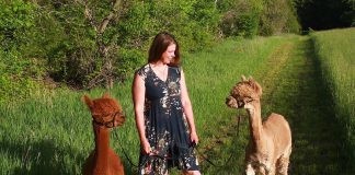 In 2020, Katie Maitland expanded operations at the family farm her parents purchased in 1987 in the Township of Douro-Dummer and created Wanderlight Alpaca Experience, a unique agritourism destination in Peterborough County. The farm has continued to partner with several local businesses to offer unique experiential offerings which now include walking, dining, stargazing, and doing an escape maze — all featuring loveable alpacas. (Photo courtesy of Wanderlight Alpaca Experience)