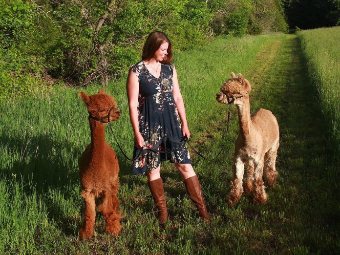 In 2020, Katie Maitland expanded operations at the family farm her parents purchased in 1987 in the Township of Douro-Dummer and created Wanderlight Alpaca Experience, a unique agritourism destination in Peterborough County. The farm has continued to partner with several local businesses to offer unique experiential offerings which now include walking, dining, stargazing, and doing an escape maze — all featuring loveable alpacas. (Photo courtesy of Wanderlight Alpaca Experience) In 2020, Katie Maitland expanded operations at the family farm her parents purchased in 1987 in the Township of Douro-Dummer and created Wanderlight Alpaca Experience, a unique agritourism destination in Peterborough County. The farm has continued to partner with several local businesses to offer unique experiential offerings which now include walking, dining, stargazing, and doing an escape maze — all featuring loveable alpacas. (Photo courtesy of Wanderlight Alpaca Experience)